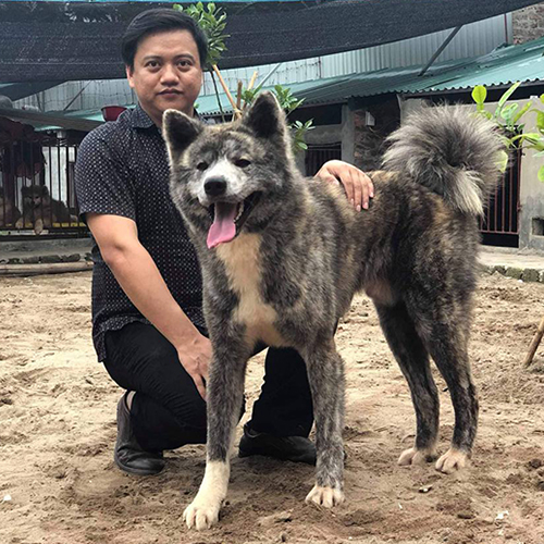 Chó Akita trưởng thành lông vện đứng cạnh người chủ tại sân nuôi.
