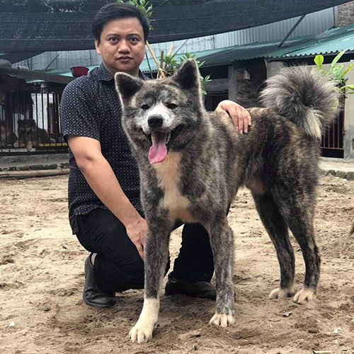Người đàn ông ngồi cạnh chó Akita Inu lông vện to lớn, cả hai nhìn vào máy ảnh đầy gắn kết.