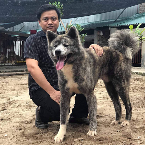 Chó Akita Inu vện đực trưởng thành, lưỡi thè, đứng cạnh người nuôi trong sân trại