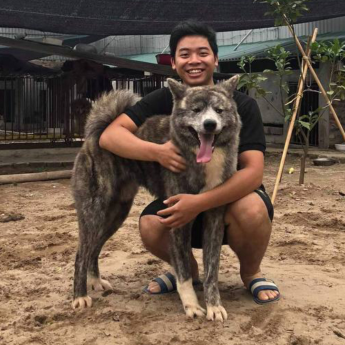 Chó Akita Inu vện đực trưởng thành đang được chủ ôm, lưỡi thè, dáng vẻ thân thiện và trung thành