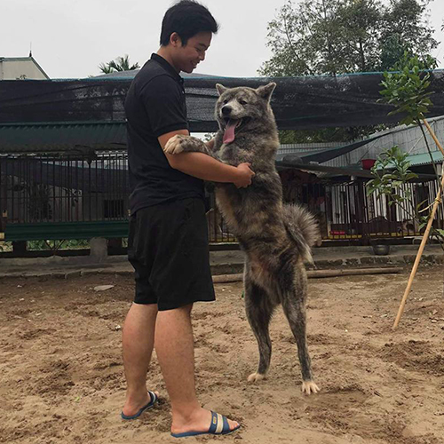 Chó đứng hai chân ôm người chủ trên sân cát