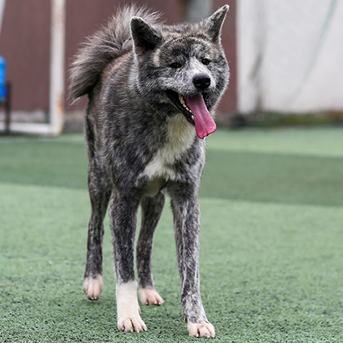Chó Akita Inu màu vện đang đi dạo trên sân cỏ, thân hình cao lớn và cơ bắp, lưỡi thè dài