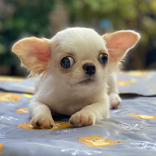 Chó Chihuahua trắng lông ngắn nằm ngoan, đôi mắt tròn lanh lợi