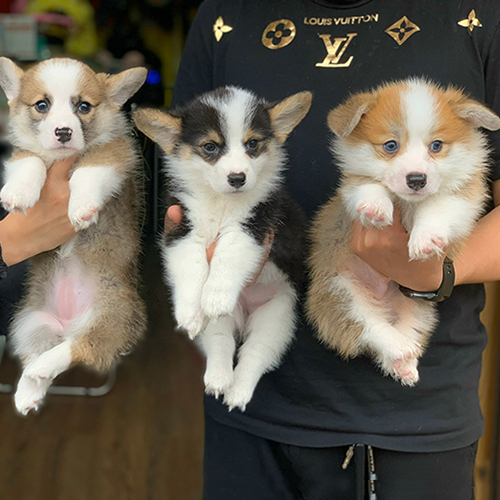 Ba chú chó Corgi con thuần chủng đáng yêu được nâng niu trên tay