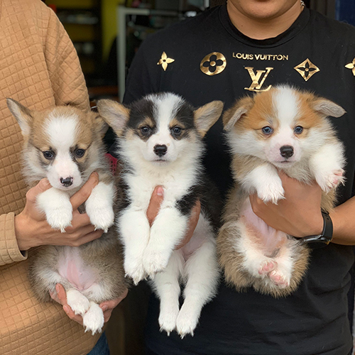 Chó Corgi con 1 tháng tuổi đáng yêu và non nớt.
