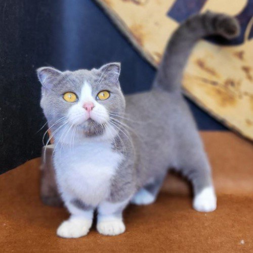 Mèo Scottish Fold Bicolor chân ngắn với đôi mắt vàng đặc trưng.