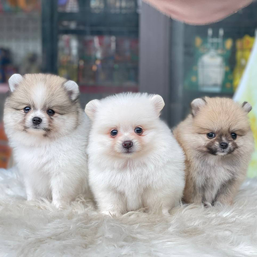 Ba chú chó Phốc Sóc mini thuần chủng ngồi cạnh nhau đáng yêu