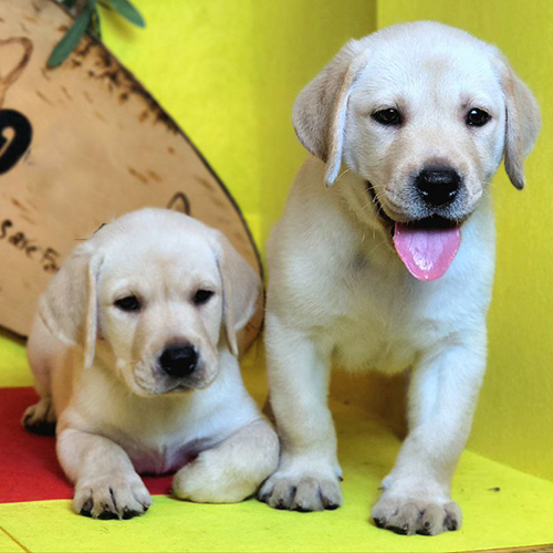 Hai chó Golden Retriever con màu vàng nhạt siêu đáng yêu