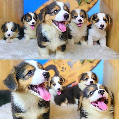 Đàn chó Corgi Tricolor khỏe mạnh tại trang trại Chomeocanh.com