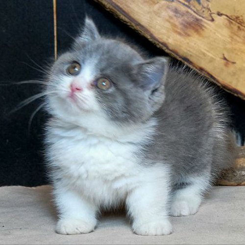 Mèo Munchkin chân ngắn màu Bicolor với bộ lông trắng xám đáng yêu.