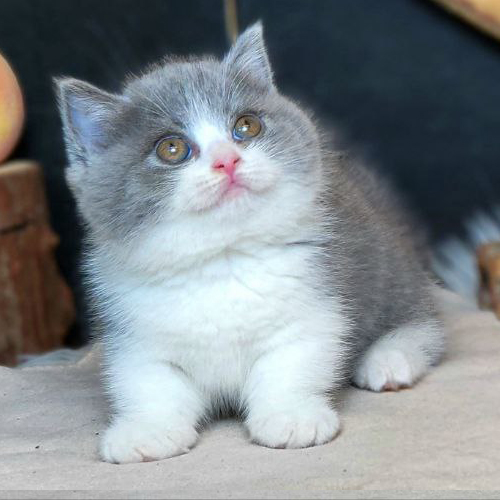 Mèo Munchkin chân ngắn màu Bicolor với bộ lông mềm mượt đáng yêu.