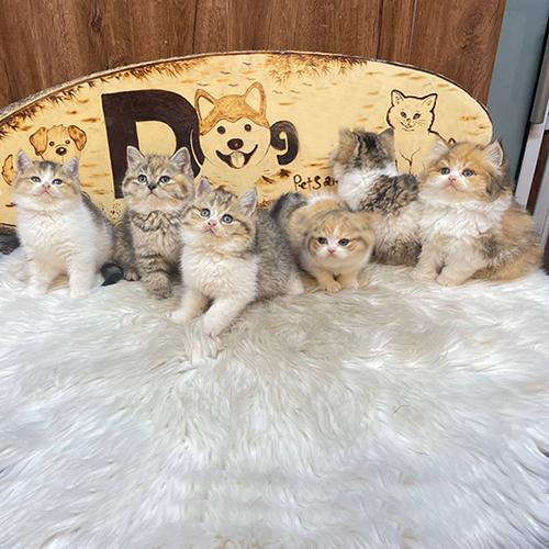 Đàn mèo Munchkin chân ngắn tam thể đáng yêu.
