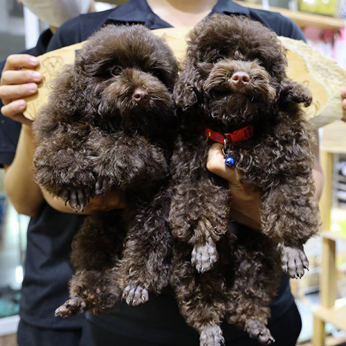 Hai chú chó Poodle lông nâu chocolate bông xù được bế trên tay.