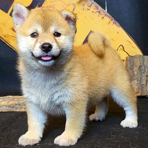Chó Shiba Inu màu vàng tươi đáng yêu
