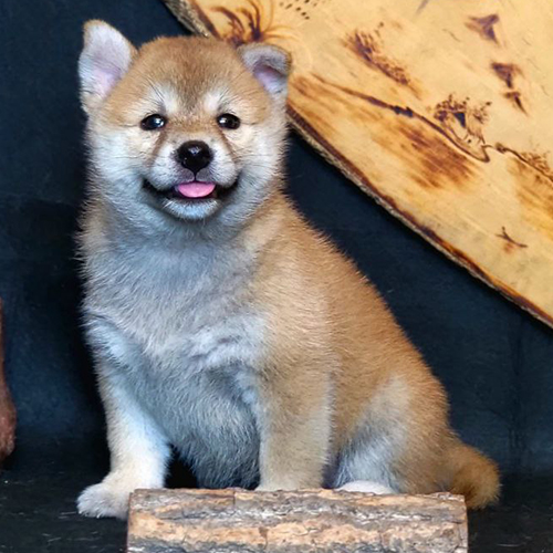 Chó Shiba Inu con màu vàng đang ngồi yên