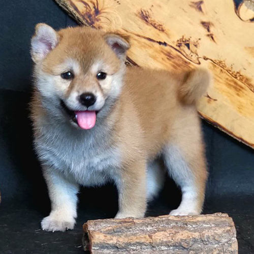 Chó Shiba Inu con thuần chủng dễ thương đang đứng