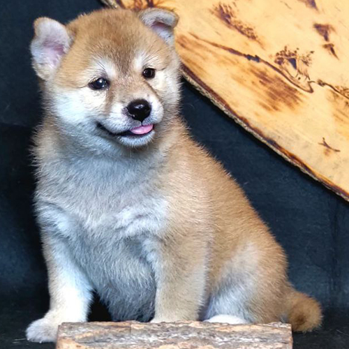 Chó Shiba Inu con thuần chủng ngồi lanh lợi, đạt tiêu chuẩn giống quốc tế