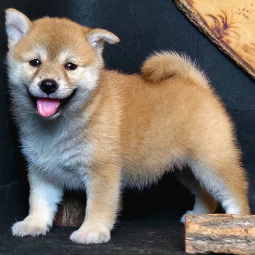 Shiba Inu con màu vàng trắng dễ thương