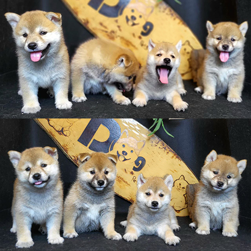 Đàn chó Shiba Inu thuần chủng đáng yêu, khỏe mạnh từ Chomeocanh.com đang tạo dáng trước biển hiệu