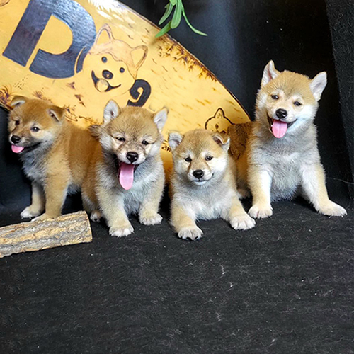 Đàn chó Shiba Inu con thuần chủng dễ thương