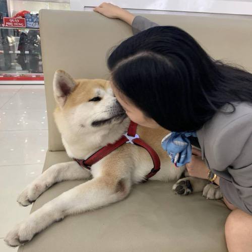 Chó Akita Inu màu vàng nằm trên ghế, thân thiết liếm má chủ nhân nữ.