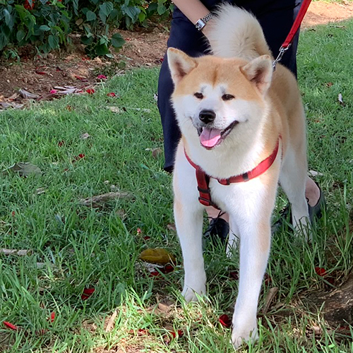 Chó Akita Inu màu vàng trắng đang đi dạo ngoài trời, lông dày, đuôi cuộn, đeo dây dắt đỏ