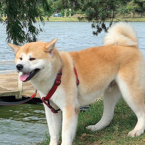 Chó Akita Inu vàng đực trưởng thành, đeo dây dắt, đứng gần hồ nước với dáng vẻ khỏe mạnh