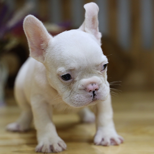 Chó Bull Pháp con màu trắng sữa, tai dựng, dáng đi chậm rãi trên nền sàn gỗ.