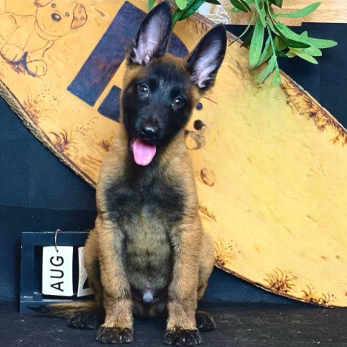 Chó Becgie Bỉ (Malinois) con ngồi trên nền trang trí, lưỡi thè, tai to dựng đứng.