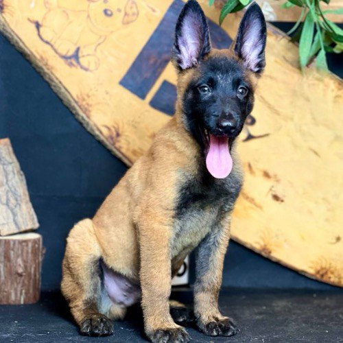Chó con Belgian Malinois thông minh và trung thành, lý tưởng cho gia đình năng động.