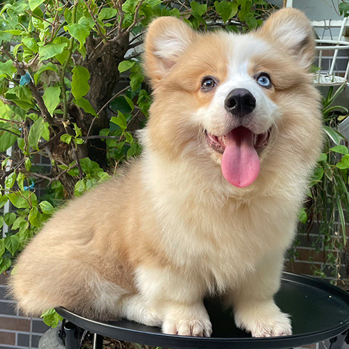 Chó Corgi lông dài màu kem, cần được chải lông 2–3 lần/tuần và tắm định kỳ