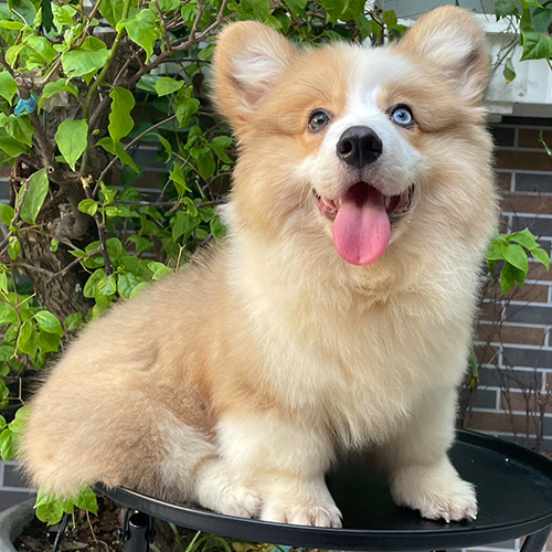 Chó Corgi lông dài Fluffy dễ thương với đôi mắt xanh nổi bật.