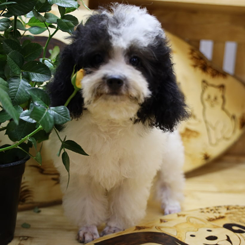 Chó Poodle đen trắng đáng yêu đứng bên chậu hoa.