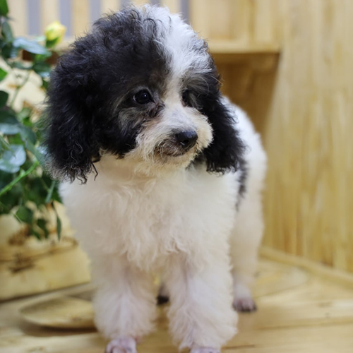 Chó Poodle con lông đen trắng với họa tiết độc đáo.
