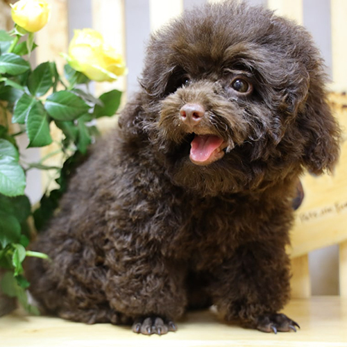 Chó Poodle lông nâu chocolate bông xù đáng yêu bên hoa hồng vàng