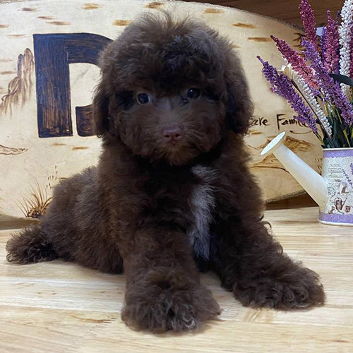 Chó Toy Poodle lông nâu chocolate nằm thư giãn đáng yêu