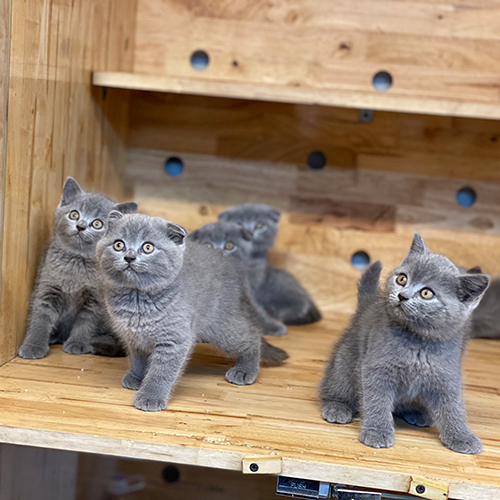 Bốn chú mèo Scottish Fold lông xám xanh, mắt vàng, đứng trên kệ gỗ.