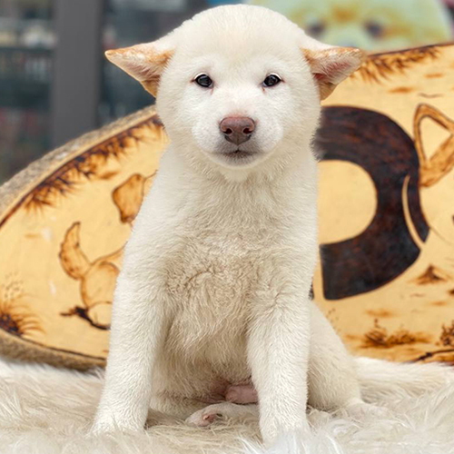 Shiba Inu trắng thuần chủng ngồi trước bảng nền gỗ có họa tiết chó.