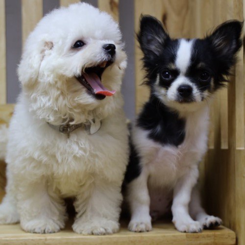 Chó Bichon Frise trắng và Chihuahua lông đen trắng cùng ngồi trên ghế gỗ, dễ thương và thân thiện.