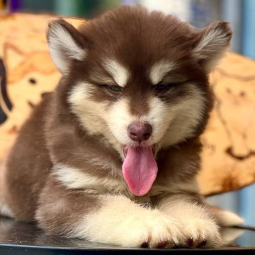 Chó Alaska con lông nâu trắng dễ thương, thè lưỡi khi nghỉ ngơi.