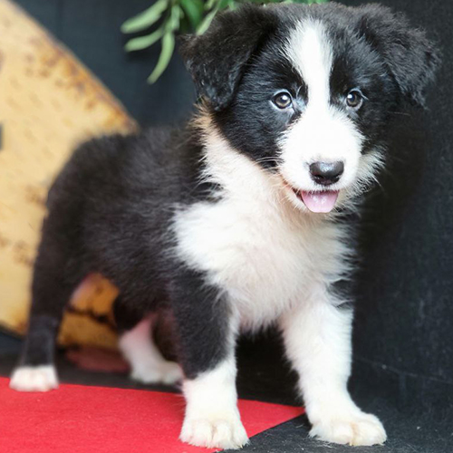 Chó Border Collie cái lông đen trắng đứng tạo dáng dễ thương