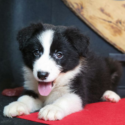 Chó Border Collie con đen trắng nằm thư giãn thè lưỡi