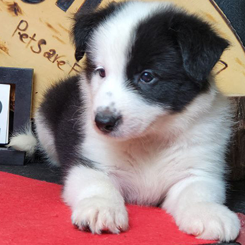 Có Nên Nuôi Chó Border Collie? Ưu Điểm & Lưu Ý Cần Biết