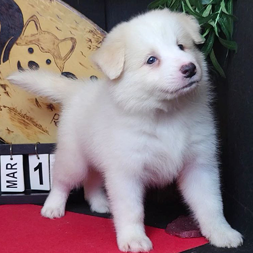 Chó Border Collie màu vàng trắng, đứng trên thảm đỏ với vẻ mặt tò mò và dễ thương
