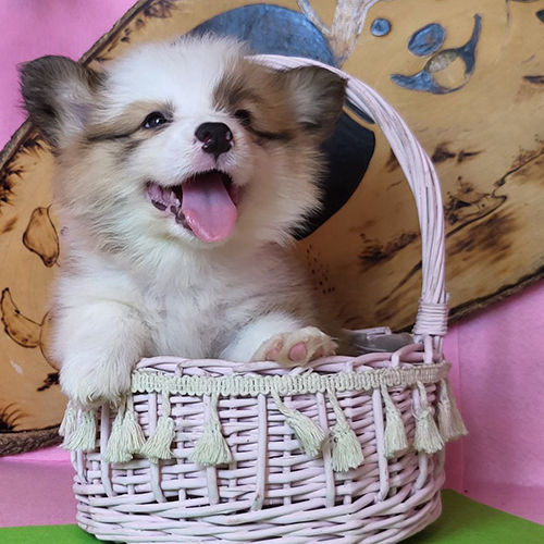 Chó Corgi Fluffy vàng trắng thuần chủng nằm trong giỏ mây hồng siêu dễ thương