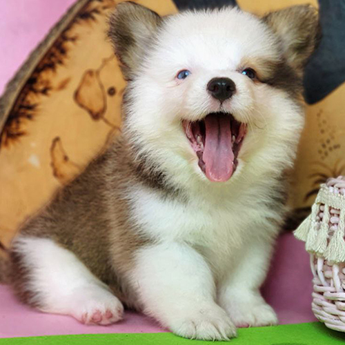 Chó Corgi mắt hai màu dễ thương, tinh nghịch tại Chomeocanh.com.