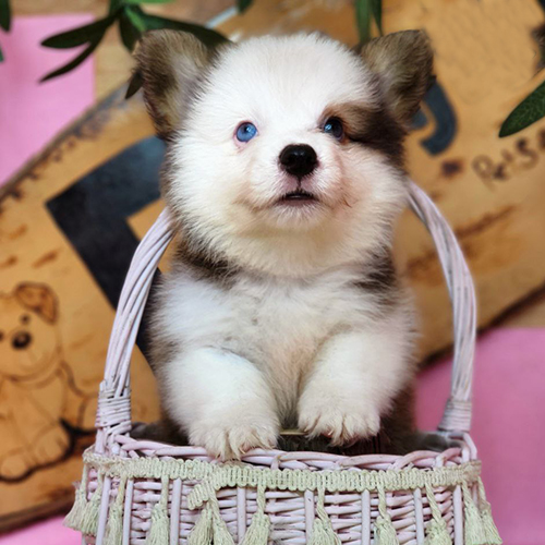 Chó Corgi con dễ thương đang ngồi trong giỏ, sẵn sàng huấn luyện
