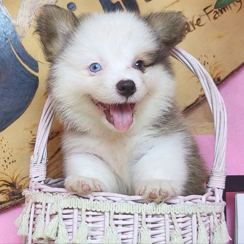 Chó Corgi đáng yêu với mắt xanh và bộ lông độc đáo tại Chomeocanh.com.