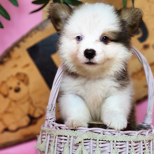 Chó Corgi chibi dễ thương trong giỏ tại Chomeocanh.com.