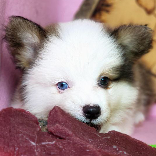 Chó Corgi 2 màu mắt đáng yêu đang ăn thịt tươi.